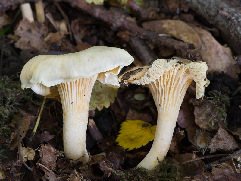 Cantharellus ferruginascens